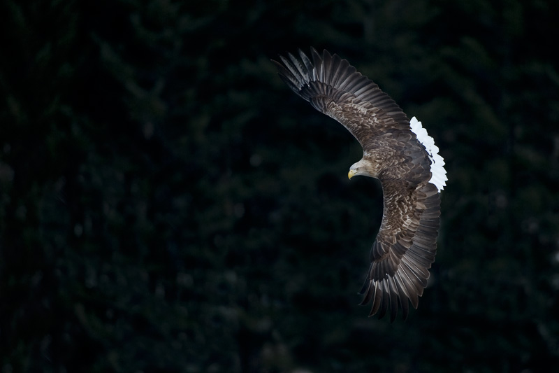 Scherpstellen bij vogelfotografie