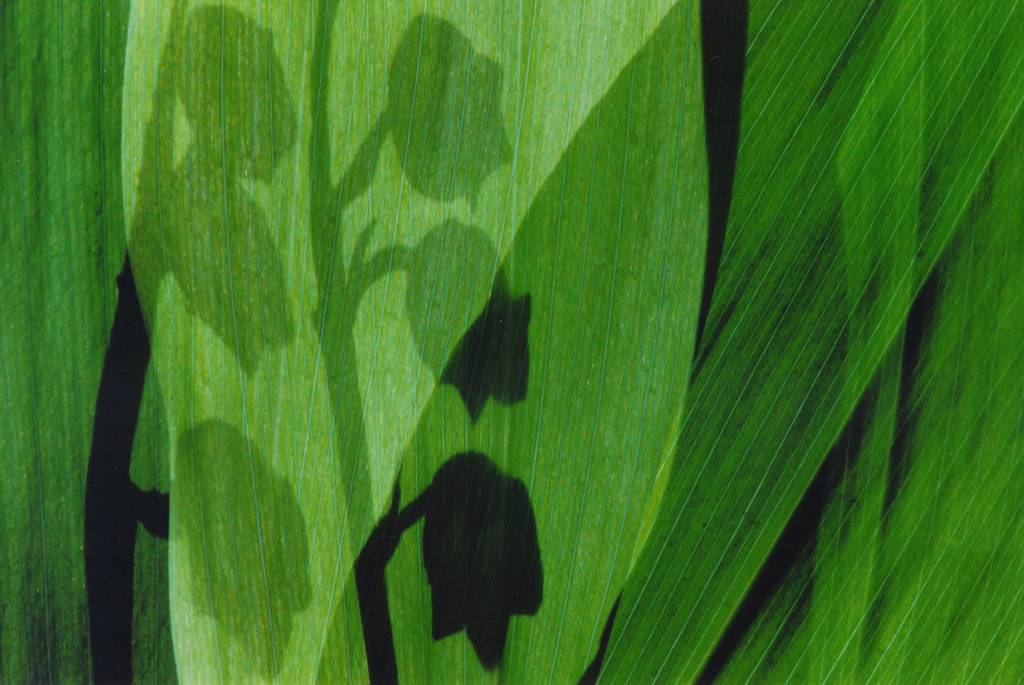Creatieve fotografie Liesbeth van Asselt