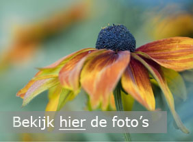 Bloemen en planten