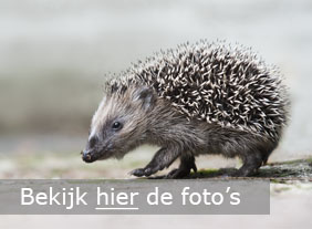 Dieren