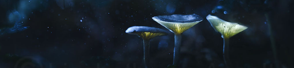 Lightpainting paddestoelen