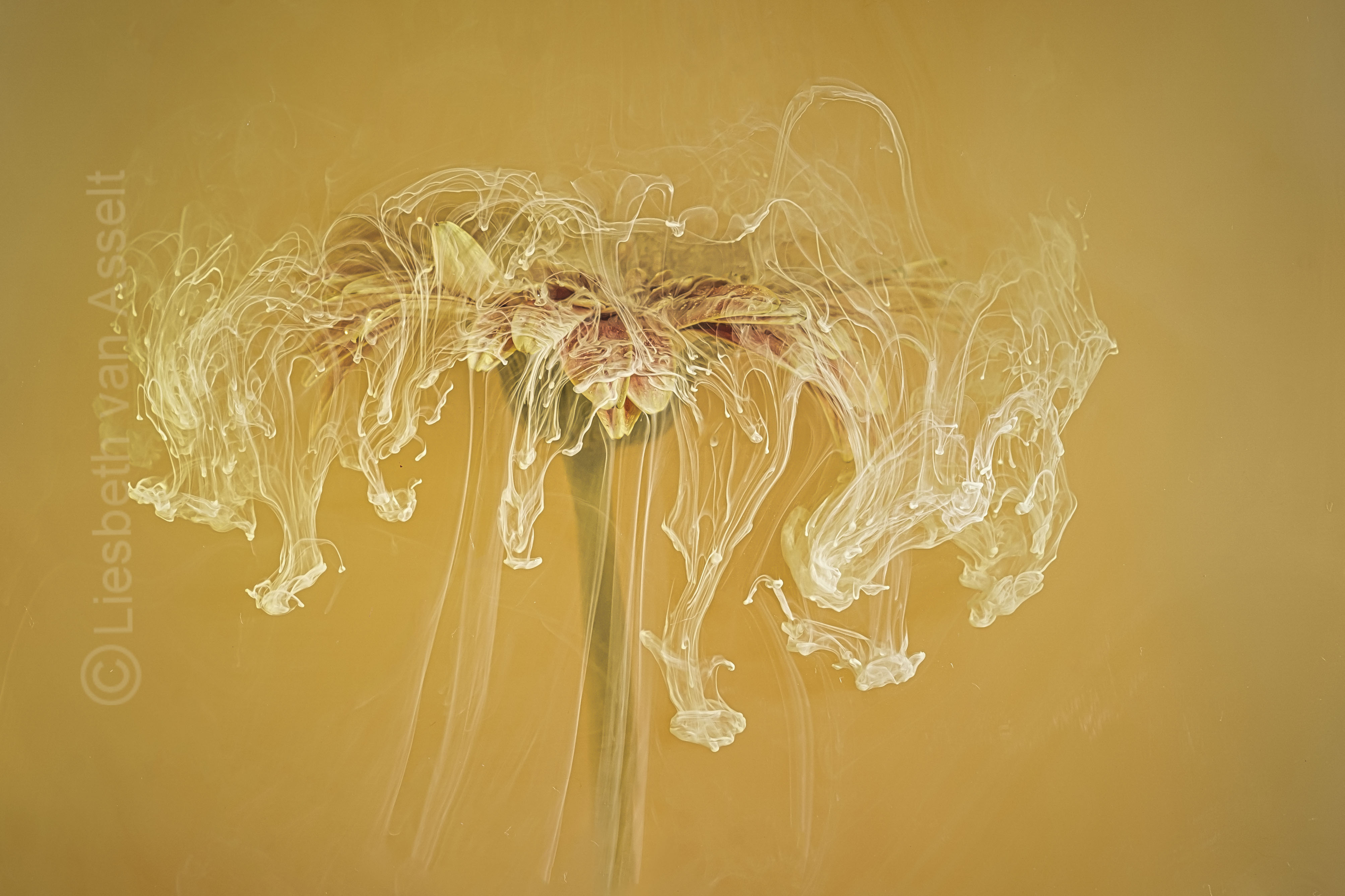 Creatieve fotografieworkshop macrofotografie