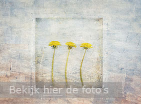 B fine art fotografie Paardenbloem