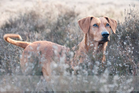 Workshop honden links