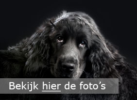 Workshop honden