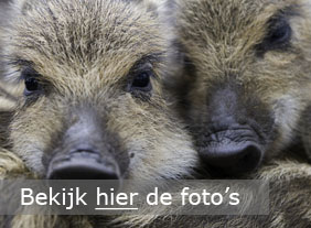 Workshop wilde zwijnen